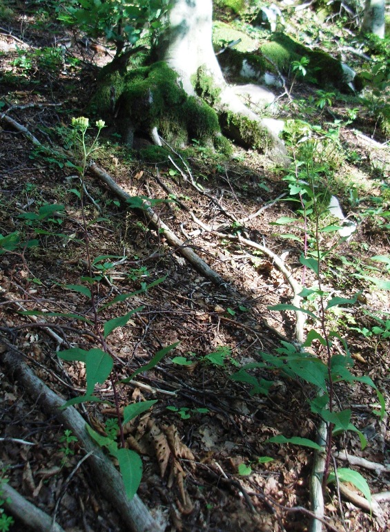 Senecio ovatus s.l. (o S. nemorensis s.l.)